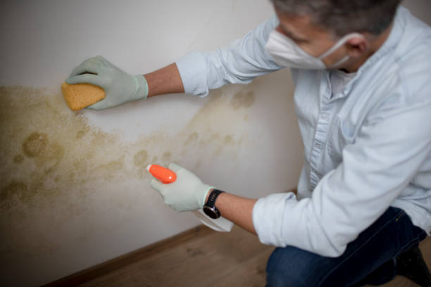 Best Attic Mold Removal  in Marion, TX